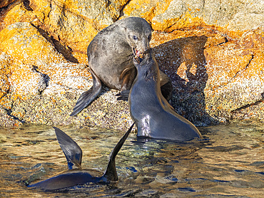 Guadalupe fur seals (Arctocephalus townsendi), at new haul out on Las Animas Island, Baja California Sur, Sea of Cortez, Mexico, North America