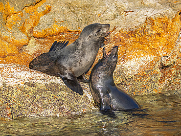 Guadalupe fur seals (Arctocephalus townsendi), at new haul out on Las Animas Island, Baja California Sur, Sea of Cortez, Mexico, North America