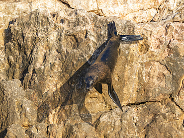 Guadalupe fur seal (Arctocephalus townsendi), at new haul out on Las Animas Island, Baja California Sur, Sea of Cortez, Mexico, North America