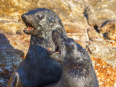 Guadalupe fur seals (Arctocephalus townsendi), at new haul out on Las Animas Island, Baja California Sur, Sea of Cortez, Mexico, North America