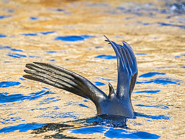 Guadalupe fur seal (Arctocephalus townsendi), at new haul out on Las Animas Island, Baja California Sur, Sea of Cortez, Mexico, North America