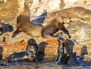 Guadalupe fur seals (Arctocephalus townsendi), at new haul out on Las Animas Island, Baja California Sur, Sea of Cortez, Mexico, North America