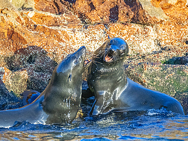 Guadalupe fur seals (Arctocephalus townsendi), at new haul out on Las Animas Island, Baja California Sur, Sea of Cortez, Mexico, North America