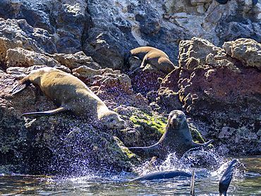 Guadalupe fur seals (Arctocephalus townsendi), at new haul out on Las Animas Island, Baja California Sur, Sea of Cortez, Mexico, North America