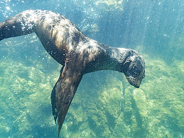 Guadalupe fur seal (Arctocephalus townsendi), underwater on Las Animas Island, Baja California Sur, Sea of Cortez, Mexico, North America