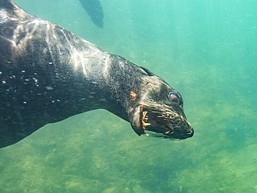 Guadalupe fur seal (Arctocephalus townsendi), underwater on Las Animas Island, Baja California Sur, Sea of Cortez, Mexico, North America