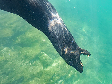 Guadalupe fur seal (Arctocephalus townsendi), underwater on Las Animas Island, Baja California Sur, Sea of Cortez, Mexico, North America