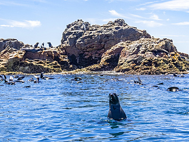 Guadalupe fur seals (Arctocephalus townsendi), at new haul out on Las Animas Island, Baja California Sur, Sea of Cortez, Mexico, North America