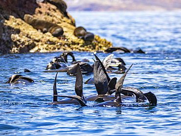 Guadalupe fur seals (Arctocephalus townsendi), at new haul out on Las Animas Island, Baja California Sur, Sea of Cortez, Mexico, North America