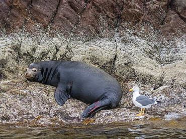 An injured bull California sea lion (Zalophus californianus), hauled out on Isla San Pedro Martir, Sea of Cortez, Mexico, North America