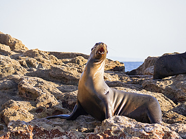 California sea lion (Zalophus californianus), hauled out on Isla San Pedro Martir, Sea of Cortez, Mexico, North America