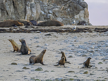 California sea lions (Zalophus californianus), on the beach in Puerto Refugio, Baja California, Sea of Cortez, Mexico, North America