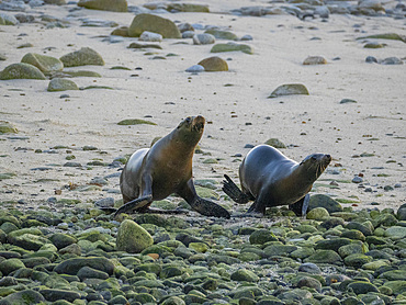 California sea lions (Zalophus californianus), stampeding on the beach in Puerto Refugio, Baja California, Sea of Cortez, Mexico, North America