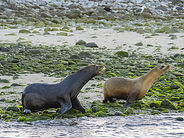 California sea lion (Zalophus californianus), stampeding on the beach in Puerto Refugio, Baja California, Sea of Cortez, Mexico, North America