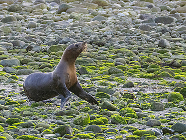 California sea lions (Zalophus californianus), stampeding on the beach in Puerto Refugio, Baja California, Sea of Cortez, Mexico, North America