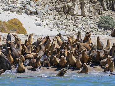 California sea lions (Zalophus californianus), stampeding on the beach in Puerto Refugio, Baja California, Sea of Cortez, Mexico, North America