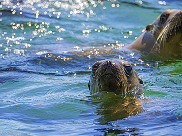 California sea lions (Zalophus californianus), in the water in Puerto Refugio, Baja California, Sea of Cortez, Mexico, North America