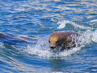 California sea lion (Zalophus californianus), porpoising in the water in Puerto Refugio, Baja California, Sea of Cortez, Mexico, North America