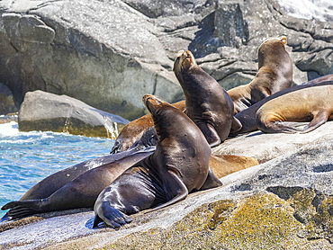 California sea lions (Zalophus californianus), hauled out at Los Frailes, Cabo Pulmo National Park, Sea of Cortez, Mexico, North America