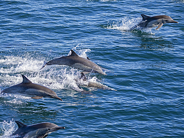 A long-beaked common dolphin pod (Delphinus capensis), traveling off Gorda Banks, Baja California Sur, Mexico, North America