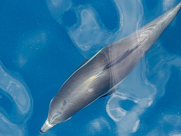 A long-beaked common dolphin (Delphinus capensis), surfacing off Gorda Banks, Baja California Sur, Mexico, North America