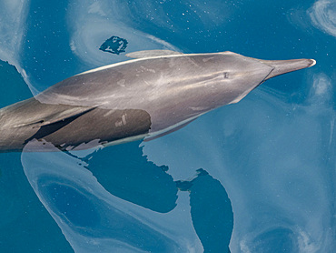 A long-beaked common dolphin (Delphinus capensis), surfacing off Gorda Banks, Baja California Sur, Mexico, North America