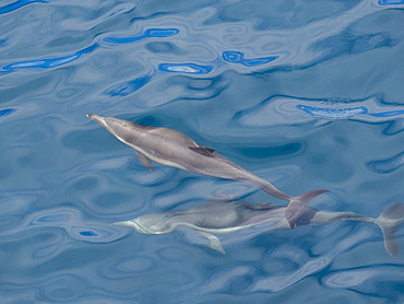 A pair of long-beaked common dolphins (Delphinus capensis), surfacing off Gorda Banks, Baja California Sur, Mexico, North America