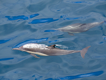 A pair of long-beaked common dolphins (Delphinus capensis), surfacing off Gorda Banks, Baja California Sur, Mexico, North America