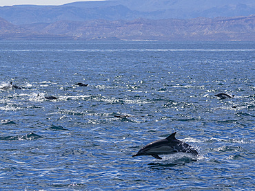 A long-beaked common dolphin pod (Delphinus capensis), traveling off Gorda Banks, Baja California Sur, Mexico, North America