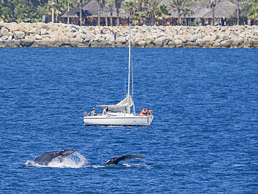 Humpback whales (Megaptera novaeangliae), near tourist boat off San Jose del Cabo, Baja California Sur, Mexico, North America