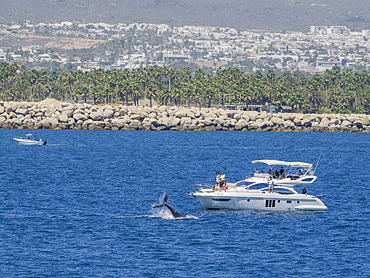 Humpback whale (Megaptera novaeangliae), near tourist boat off San Jose del Cabo, Baja California Sur, Mexico, North America