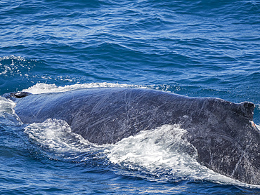 Humpback whale (Megaptera novaeangliae), surfacing off San Jose del Cabo, Baja California Sur, Mexico, North America