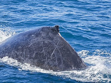 Humpback whale (Megaptera novaeangliae), surfacing off San Jose del Cabo, Baja California Sur, Mexico, North America