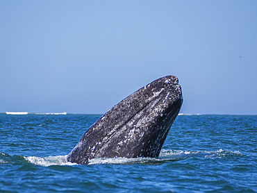 Adult California gray whale (Eschrictius robustus), spy-hopping in San Ignacio Lagoon, Baja California, Mexico, North America