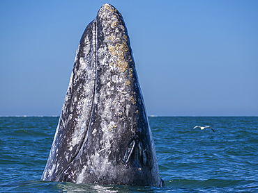 Adult California gray whale (Eschrictius robustus), spy-hopping in San Ignacio Lagoon, Baja California, Mexico, North America