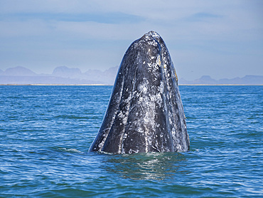 Adult California gray whale (Eschrictius robustus), spy-hopping in San Ignacio Lagoon, Baja California, Mexico, North America