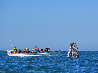 California gray whale (Eschrictius robustus), spy-hopping near boat in San Ignacio Lagoon, Baja California, Mexico, North America