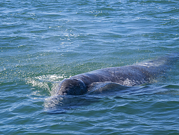 California gray whale calf (Eschrictius robustus), surfacing in San Ignacio Lagoon, Baja California, Mexico, North America