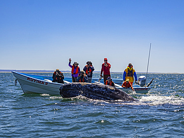 Adult California gray whale (Eschrictius robustus), near boat in San Ignacio Lagoon, Baja California, Mexico, North America