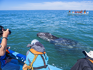 California gray whale calf (Eschrictius robustus), with excited tourists in San Ignacio Lagoon, Baja California, Mexico, North America