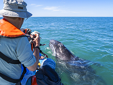 California gray whale calf (Eschrictius robustus), with excited tourists in San Ignacio Lagoon, Baja California, Mexico, North America