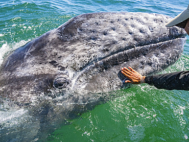 California gray whale calf (Eschrictius robustus), being touched by tourist in San Ignacio Lagoon, Baja California, Mexico, North America