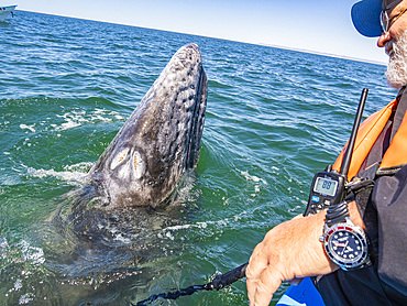 California gray whale calf (Eschrictius robustus), with excited tourist in San Ignacio Lagoon, Baja California, Mexico, North America