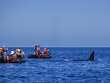 Killer whale pod (Orcinus orca) beside tourists in inflatables off Punta Colorada, Isla San Jose, Baja California Sur, Mexico, North America