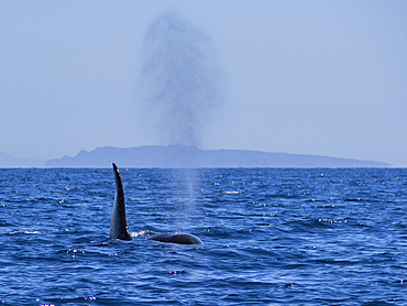 Killer whale pod (Orcinus orca), off Punta Colorada, Isla San Jose, Baja California Sur, Mexico, North America