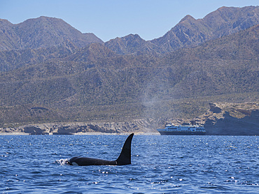 Killer whale pod (Orcinus orca), off Punta Colorada, Isla San Jose, Baja California Sur, Mexico, North America