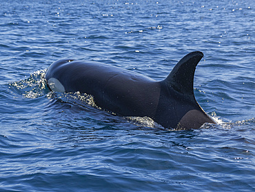 Killer whale pod (Orcinus orca), off Punta Colorada, Isla San Jose, Baja California Sur, Mexico, North America