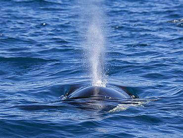 Killer whale pod (Orcinus orca), off Punta Colorada, Isla San Jose, Baja California Sur, Mexico, North America