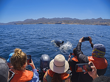 Killer whale pod (Orcinus orca), and tourists off Punta Colorada, Isla San Jose, Baja California Sur, Mexico, North America