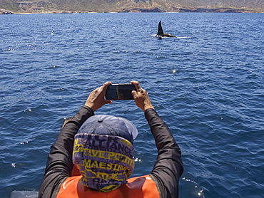 Killer whale pod (Orcinus orca), ad tourist off Punta Colorada, Isla San Jose, Baja California Sur, Mexico, North America